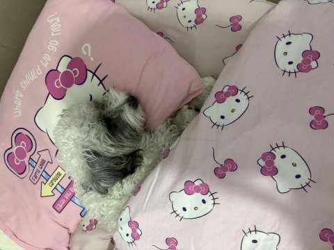 9 aylık morkie sahiplendirme