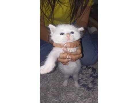 Sevecen british shorthair