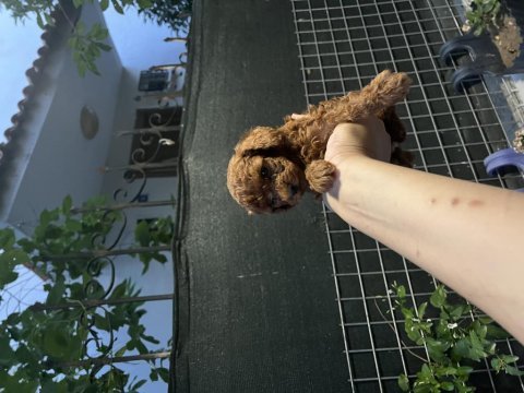 Kore poodle bebekler