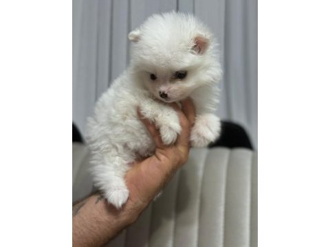 Pomeranian boo köpeklerimiz