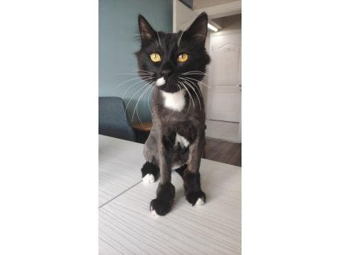 Ofis kedilerimizi sahiplendiriyoruz