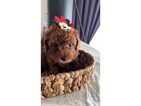 Sağlık ve ırk garantili tam toy poodle minikler