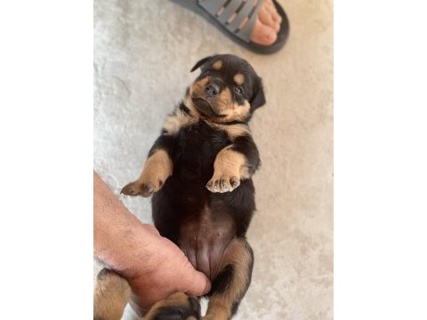 Erkek ve dişi rottweiler yavrular