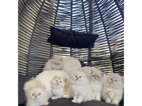 British longhair point bicolor