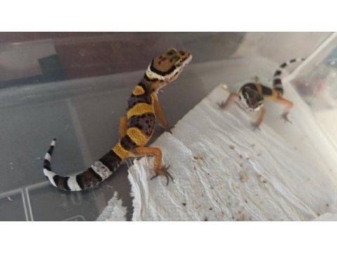 Leopar gecko yavru