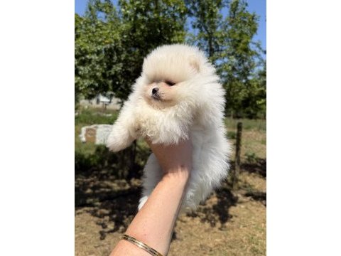Kusursuz karbeyaz ayıcık pomeranian boo