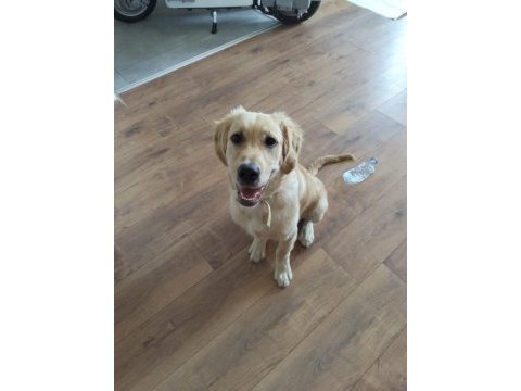 4 aylık baby face erkek golden retriever yavrumuz