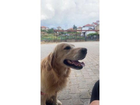 Erkek golden retriever