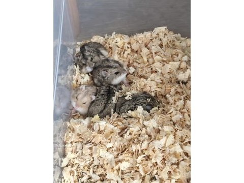 Cüce hamster yavruları teslime hazır
