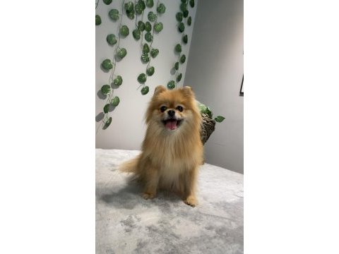 Kusursuz güzellikte yetişkin dişi pomeranian boo
