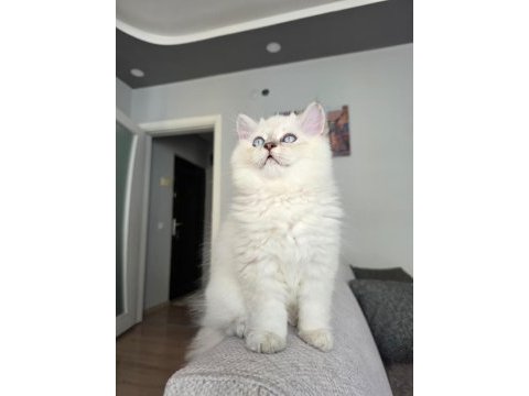 British longhair kedilerim