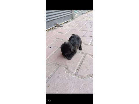 Terrier bebeklerimiz