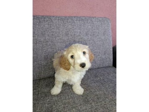 Toy poodle ve charles ten cavapoo