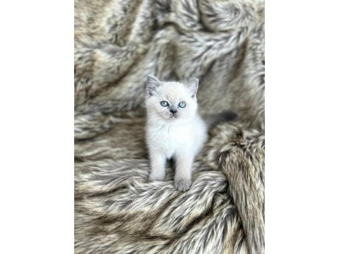 Top kafa british shorthair prenses