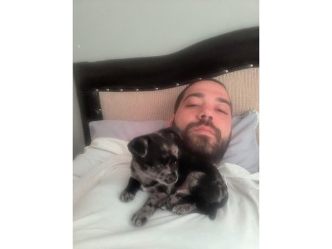 Chihuahua erkek egzotik renkli 60 günlük