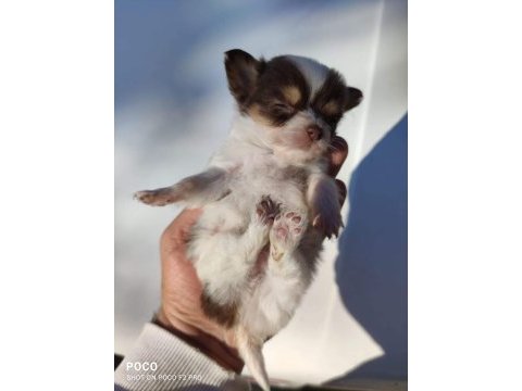 Chihuahua şivava yavrularımız hazır