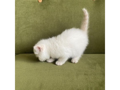 10 nisan doğumlu british shorthair