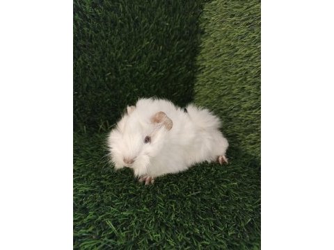 Guinea pig yavrular aynı gün set halinde teslim edilir