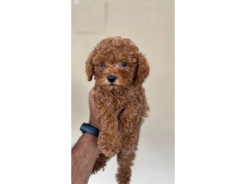 Toy poodle yavru