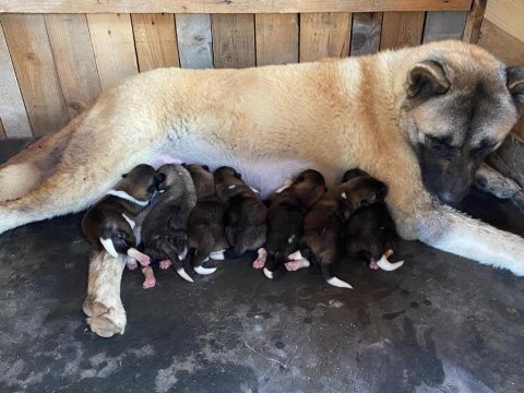 American akita