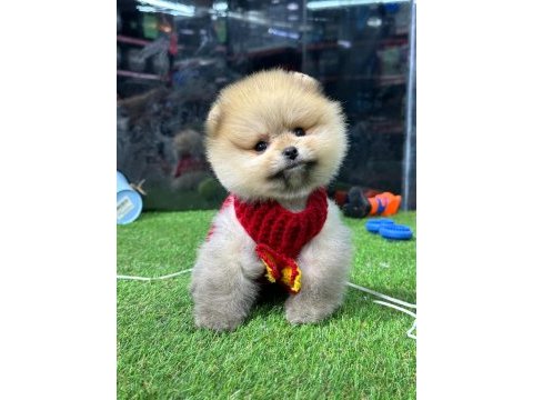 Pomeranian boo bebekler iyisi değil en iyisi