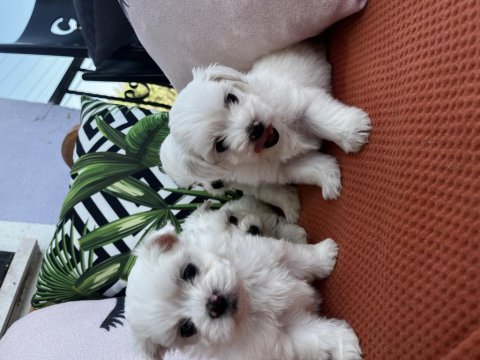 Kar beyaz mini boy orjinal maltese yavrularımız