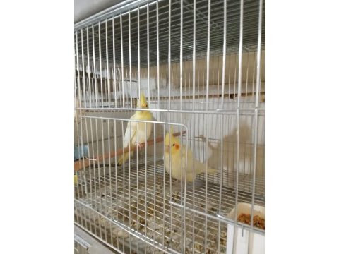 Lutino sultan papağanı yavrular