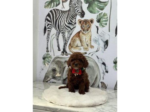 Kore poodle bebeklerimiz hazır