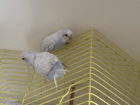 4 kuş bulunmaz fırsat muhabbet kuşlar