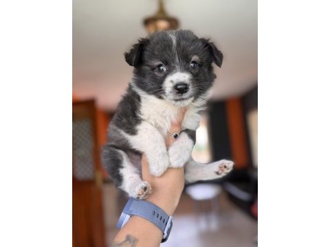 En güzel haliyle border collie