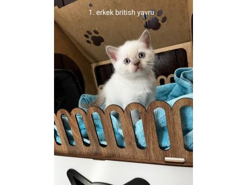British shorthair yavru kediler