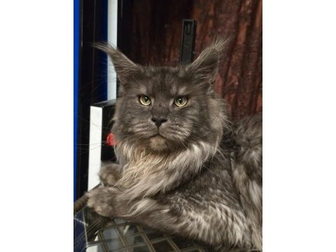Maine coon pet scrlı ns erkek