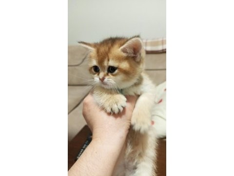 Golden ny12 british shorthair