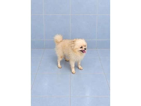 Yeni yuvasına gitmeye hazır pomeranian