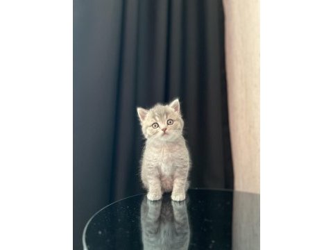 Sevimli brıtısh shorthair yavrularım 