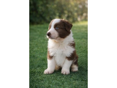 Zeka küpü border collie yavrular