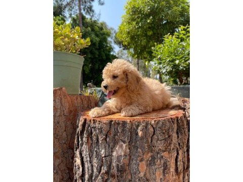 Kg garantili karma aşıları yapılmış poodle yavrularımız