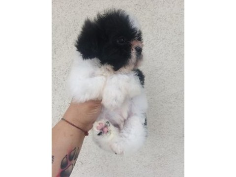 Kalite ve özeli isteyenlere shih tzu