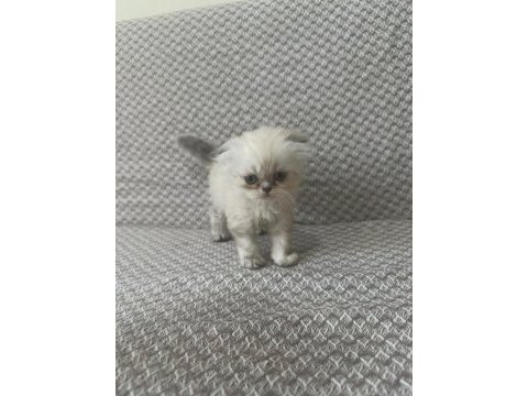 Scottish fold yavrularımız kendi kedilerimiz