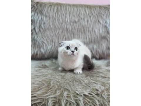 Aşılı tuvalet egıtımlı scottish fold bebeklerimiz