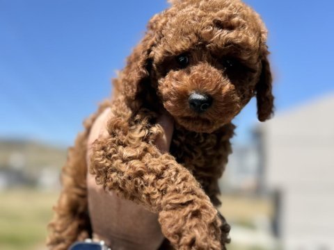 Petmode köpek çiftliğinde ziyarete açık toy poodle