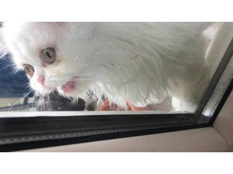 Sevimli exotic shorthair yavru