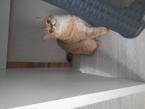 Yeni british shorthair yavrularımız yuvasına gitmeye hazır