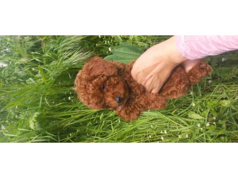 Kalite ortada 70 günlük poodle
