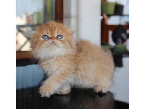 Safkan şecereli chocolate golden erkek scottish fold