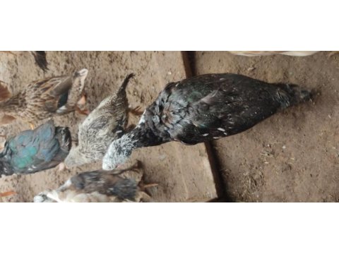 Muscovy, amerikan fıs fıs ve sessiz ördekler