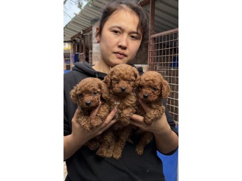 Toy poodle yavrularımız