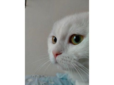 Acil yuva arıyoruz scottish fold