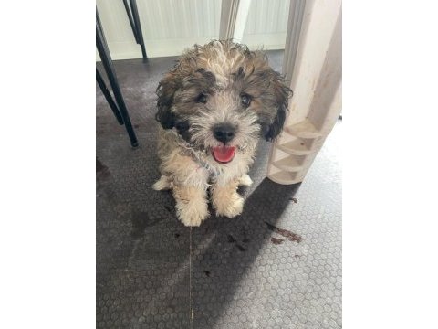 Erkek tatlı mı tatlı poodle yavrumuz