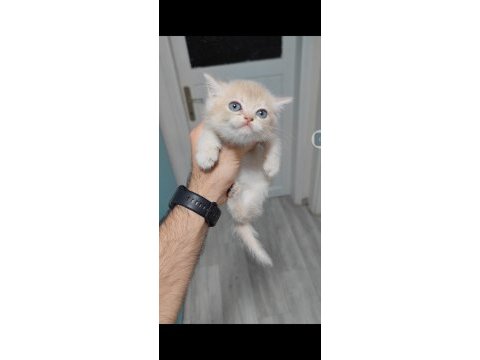 British shorthair kedisi